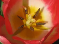 035.webp