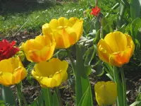 060.webp