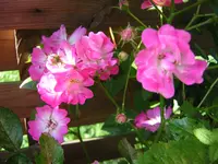DSCN0990.webp