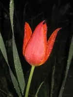 Rote Tulpe ohne Rahmen.webp