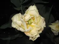 Weiße Tulpe ohne Rahmen.webp