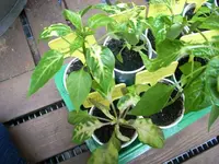 DSCN0937.webp