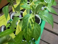 DSCN0938.webp