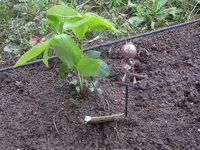 DSCN2111.webp