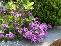 100_2316.webp