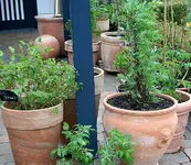 Duftgeranie Jasmin Hortensie Tomis.webp