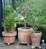 Kartoffelbaum Wandelröschen Zylinderputzer.webp