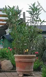 Oleander auf Treppenpodest.webp