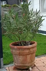 Oleander.webp