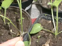 pflanzvegl1.webp