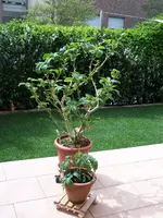 100_2321.webp