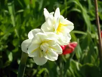 SDC10794.webp