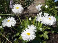 SDC10797.webp