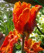 SDC10807.webp