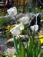 SDC10808.webp