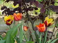 SDC10826.webp
