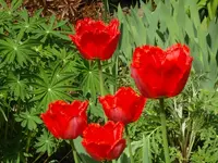 SDC10822.webp