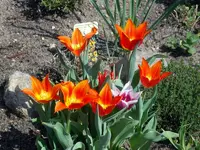 SDC10828.webp