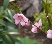 P1100796_600_510.webp