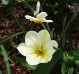 P1100769_600_559.webp