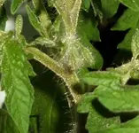 Garten 114.webp