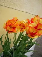 orange 'Gestrudeltes'klm.webp