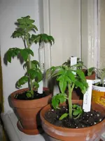 IMG_0507.webp