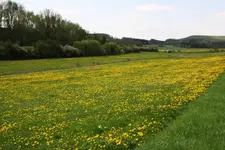 Löwenzahn.webp