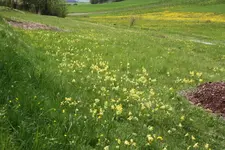Schlüsselblumen.webp