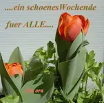 Tulpe (12) a v.webp