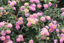 IMG_9744.webp