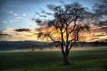 _800_Sonnenuntergang_Baum_uc.jpg