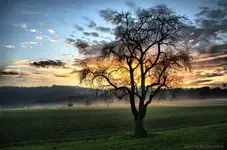 _800_Sonnenuntergang_Baum_uc.webp