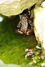 Frosch in Deckung.webp
