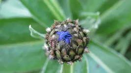 13.webp
