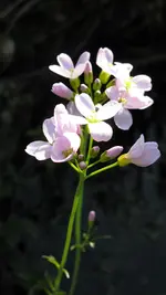 21.webp