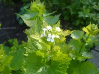 Was wächst da 003.webp