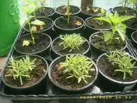 JD800017.webp