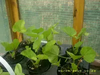 JD800018.webp