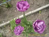 21861.webp