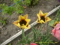 21862.webp