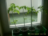 JD800033.webp