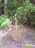 100_3359.webp