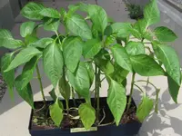 paprika.webp