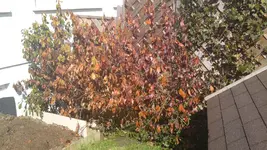 Satio 050.webp