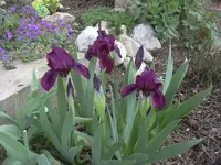 1.5.2010 004.webp