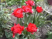 1.5.2010 013.webp