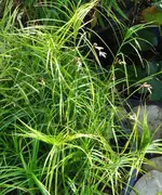 keine Ahnung Hafergras.webp