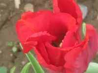 004.webp