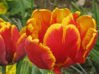 010.webp